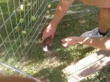 picking up a guinea pig