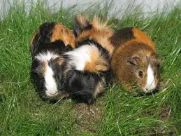 why guinea pigs make fantastic pets