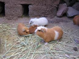 the sounds of guinea pigs