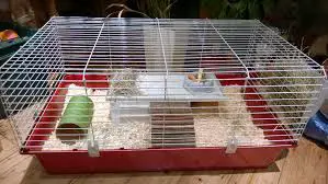 is my guinea pig's cage too small
