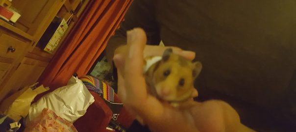 can guinea pigs eat hamster treats