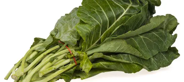 can guinea pigs eat spring greens